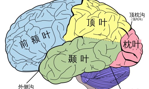 营养减脂餐搭配食谱大全-减脂三大营养配比网-分享减脂三大营养配比是什么，减脂营养餐搭配食谱知识库